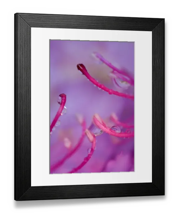 Framed Print : Catawba rhododenron with rain drops. Credit as: Nancy Rotenberg  /  Jaynes Gallery  /  DanitaDelimont