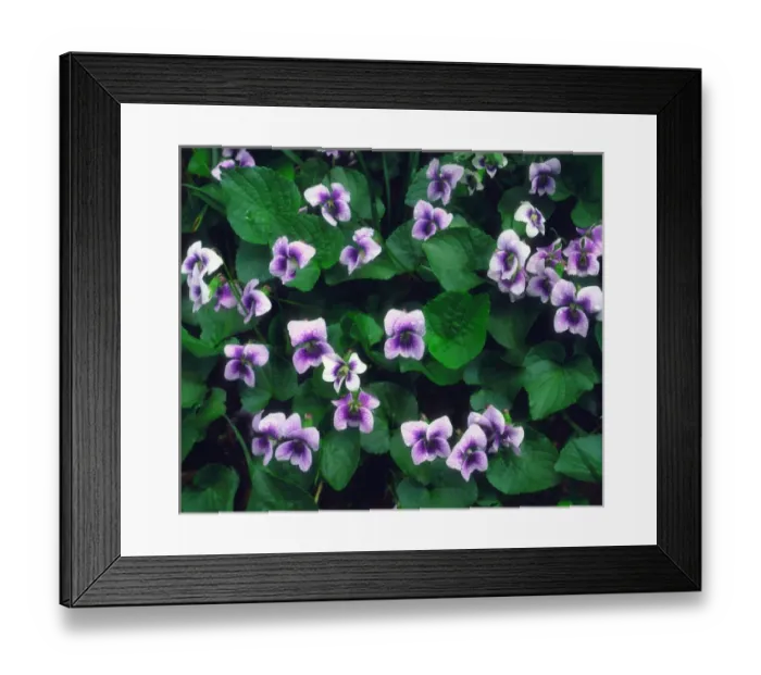 Framed Print : USA; North Carolina; Great Smoky Mountain National Park. A Wildflowers in the forest