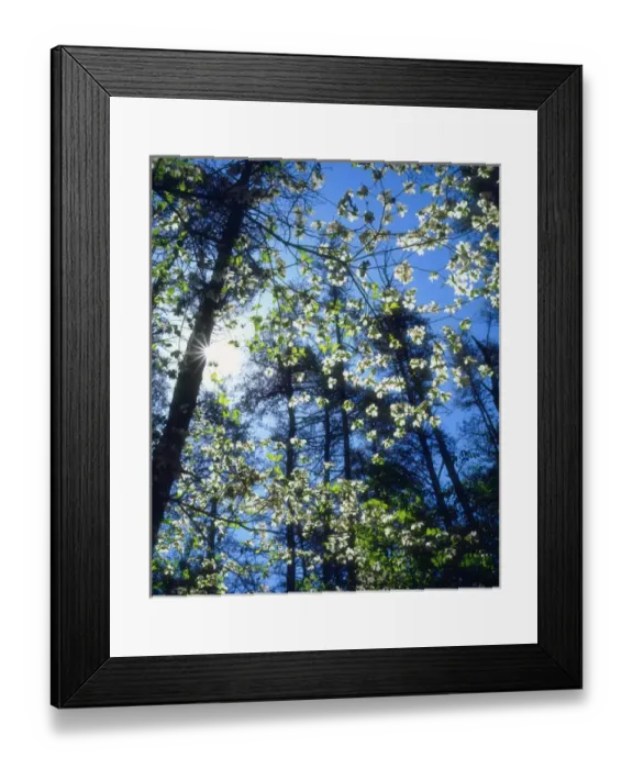 Framed Print : USA; North Carolina; Flowering Dogwood Trees in Fall Creek Falls State Park Framed Print : USA; North Carolina; Flowering Dogwood Trees in Fall Creek Falls State Park