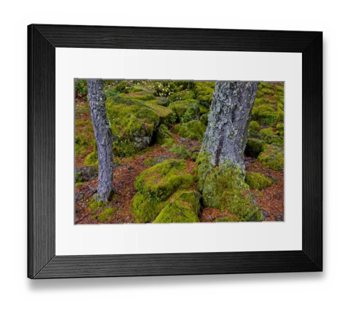 Framed Print : USA, Oregon, Rogue River Wilderness. Moss-covered rocks Framed Print : USA, Oregon, Rogue River Wilderness. Moss-covered rocks