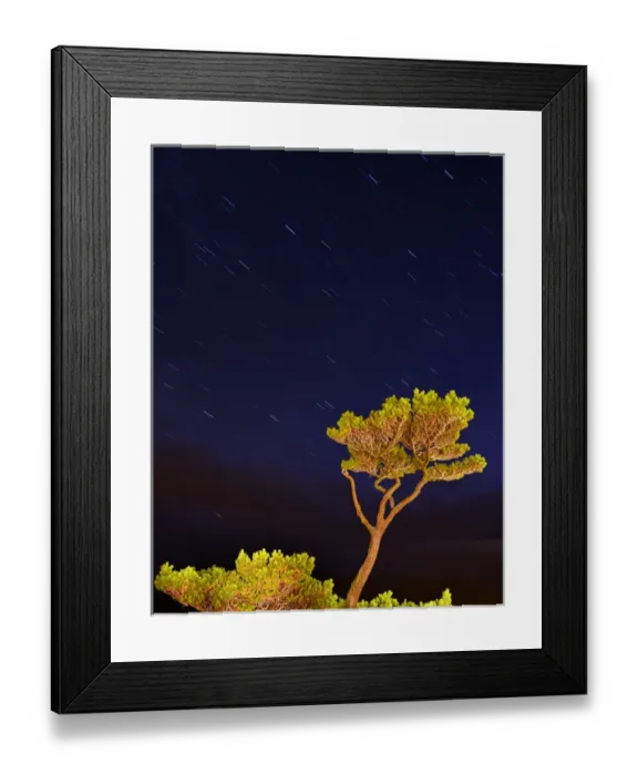 Framed Print : USA, Oregon, Oceanside. Pine tree against star trails Framed Print : USA, Oregon, Oceanside. Pine tree against star trails