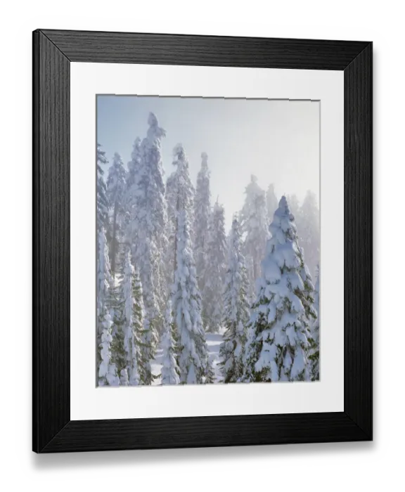 Framed Print : USA, Oregon, Mt Ashland. Fresh snow on evergreens Framed Print : USA, Oregon, Mt Ashland. Fresh snow on evergreens