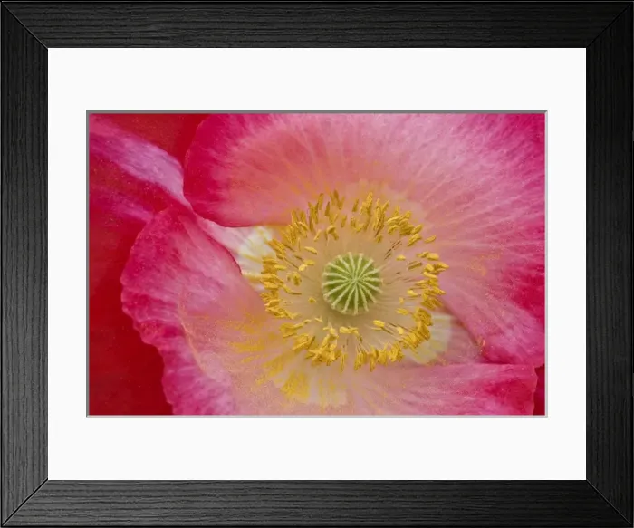 Framed Print : USA, North Carolina. Close-up of poppy interior