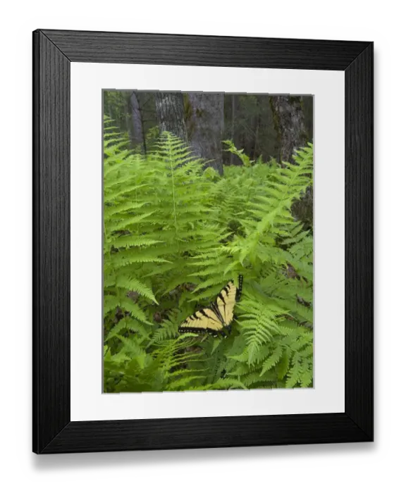 Framed Print : USA, North Carolina. Swallowtail butterfly on fern Framed Print : USA, North Carolina. Swallowtail butterfly on fern