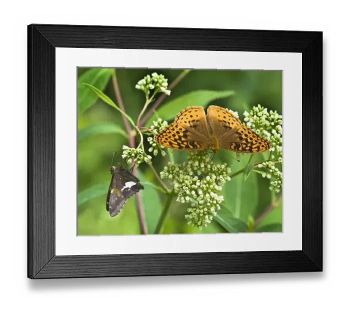 Framed Print : USA, North Carolina, Great Smoky Mountains Framed Print : USA, North Carolina, Great Smoky Mountains