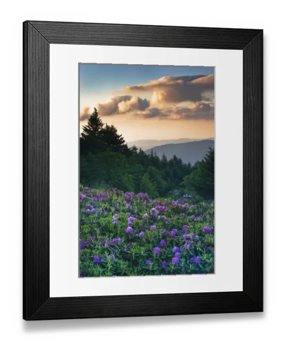 Framed Print : USA, North Carolina. Catawba rhododendrons in mountains Framed Print : USA, North Carolina. Catawba rhododendrons in mountains