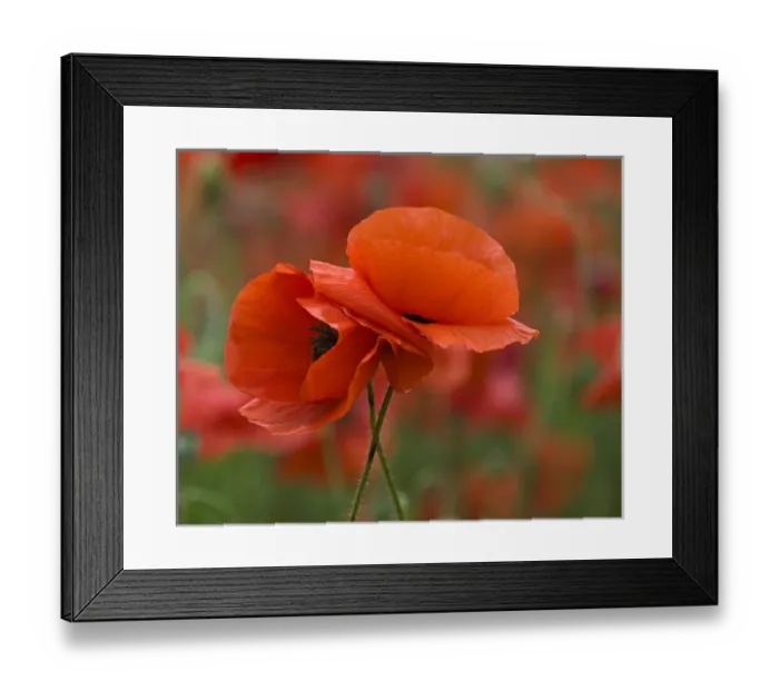 Framed Print : USA, North Carolina. Close-up of poppy. Credit as: Nancy Rotenberg  /  Jaynes Gallery
