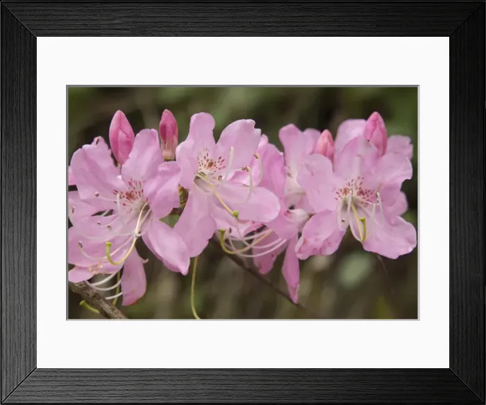 Framed Print : USA, North Carolina. Close-up of catawba rhododendron flowers Framed Print : USA, North Carolina. Close-up of catawba rhododendron flowers