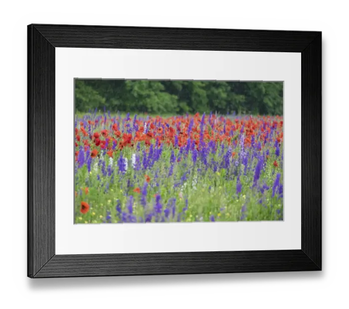 Framed Print : Poppies on field, Mount Olive, North Carolina, USA