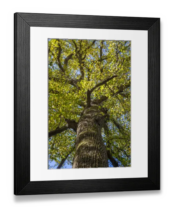 Framed Print : USA, North Carolina. Yellow poplar tree in Joyce Kilmer Memorial Forest. Credit as Framed Print : USA, North Carolina. Yellow poplar tree in Joyce Kilmer Memorial Forest. Credit as