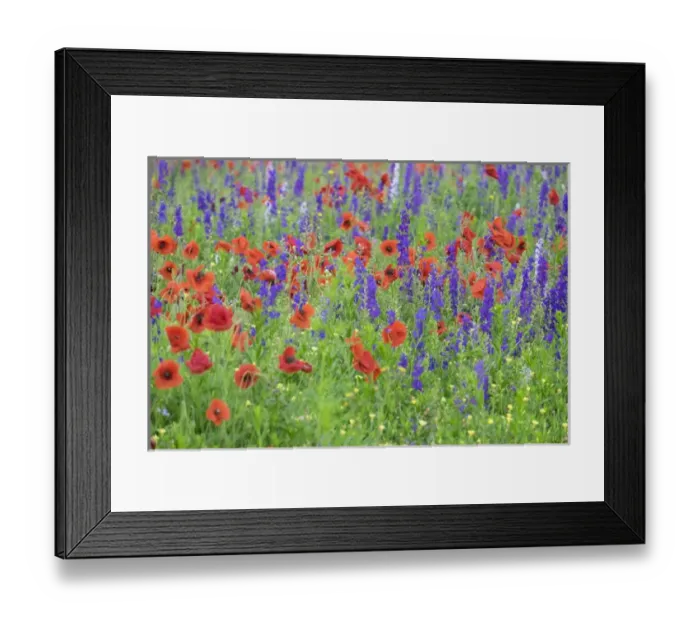 Framed Print : Poppy field, Mount Olive, North Carolina, USA Framed Print : Poppy field, Mount Olive, North Carolina, USA