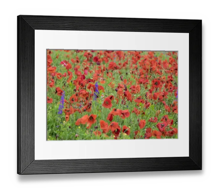 Framed Print : Poppy field, Mount Olive, North Carolina, USA Framed Print : Poppy field, Mount Olive, North Carolina, USA