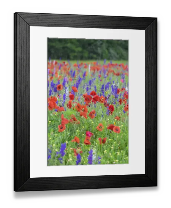 Framed Print : Poppy field, Mount Olive, North Carolina, USA
