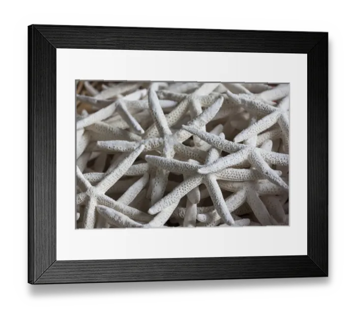 Framed Print : USA, North Carolina, Outer Banks National Seashore, Corolla, dried starfish Framed Print : USA, North Carolina, Outer Banks National Seashore, Corolla, dried starfish