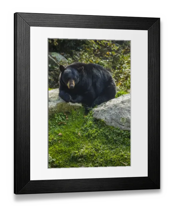 Framed Print : USA, North Carolina, Grandfather Mountain State Park, Black Bear, ursus americanus Framed Print : USA, North Carolina, Grandfather Mountain State Park, Black Bear, ursus americanus
