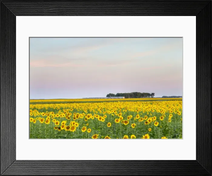 Framed Print : AMTRAK Train passes by field of sunflowers in Michigan, North Dakota, USA Framed Print : AMTRAK Train passes by field of sunflowers in Michigan, North Dakota, USA