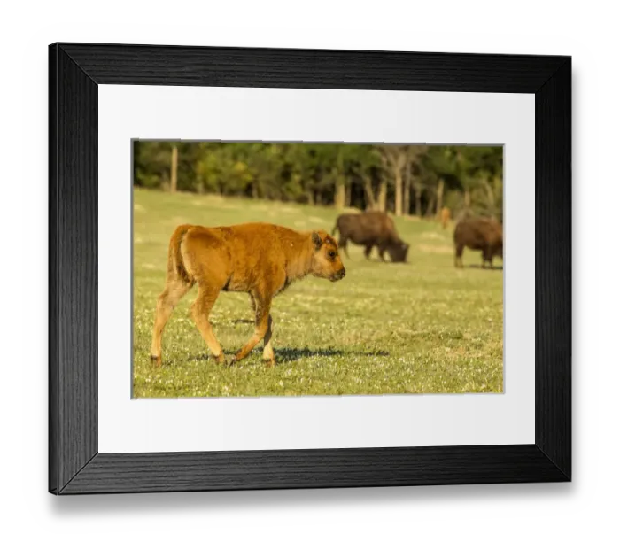 Framed Print : Bison calf at Theodore Roosevelt National Park, North Dakota, USA