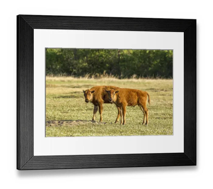 Framed Print : Bison calves at play in Theodore Roosevelt National Park, North Dakota, USA Framed Print : Bison calves at play in Theodore Roosevelt National Park, North Dakota, USA