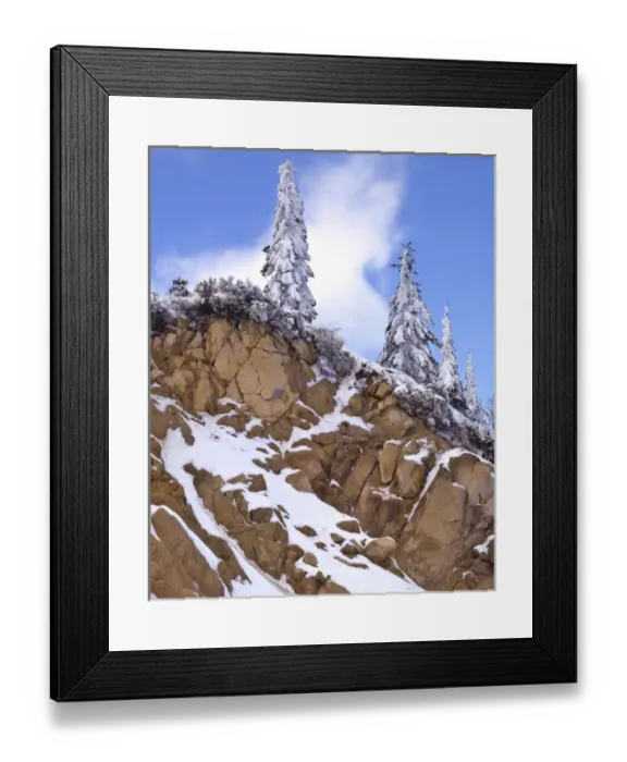 Framed Print : USA, Oregon, Mount Ashland. Evergreens covered with snow Framed Print : USA, Oregon, Mount Ashland. Evergreens covered with snow