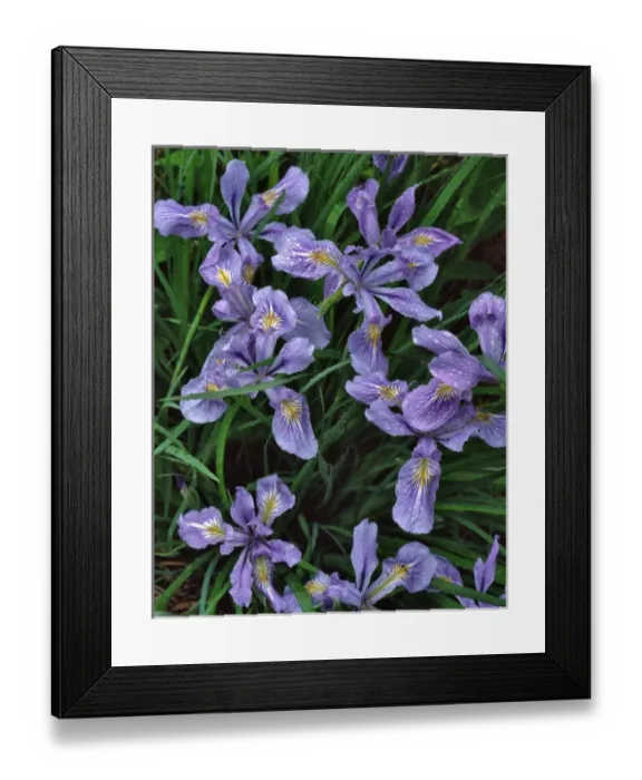 Framed Print : USA, Oregon, Mt Hood National Forest. Wild iris close-up