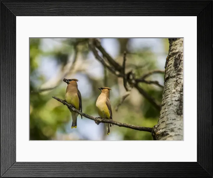 Framed Print : USA, North Dakota. Cedar Waxwings Framed Print : USA, North Dakota. Cedar Waxwings