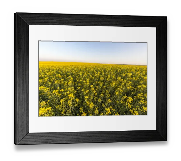 Framed Print : Field of flowering canola near Regent, North Dakota, USA