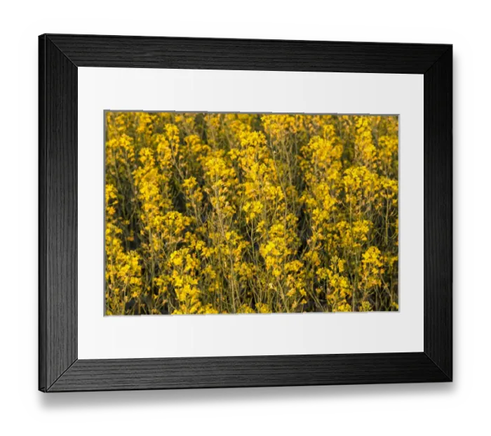 Framed Print : Field of flowering canola near Regent, North Dakota, USA Framed Print : Field of flowering canola near Regent, North Dakota, USA