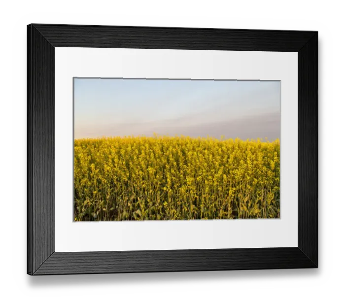 Framed Print : Field of flowering canola near Regent, North Dakota, USA Framed Print : Field of flowering canola near Regent, North Dakota, USA