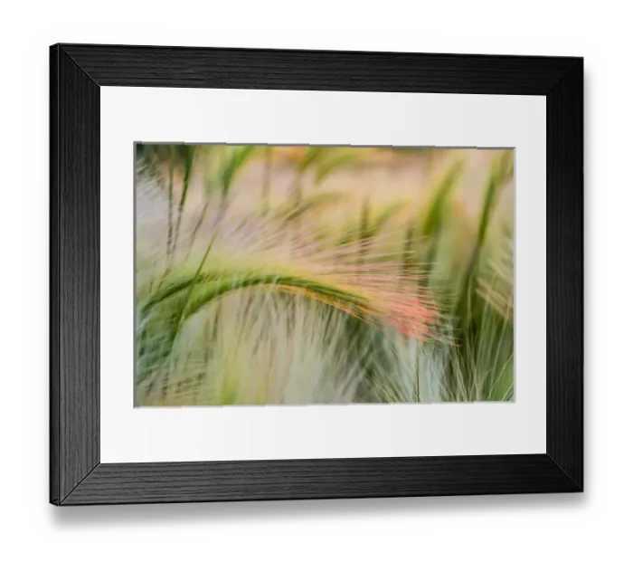 Framed Print : Foxtail barley near Regent, North Dakota, USA Framed Print : Foxtail barley near Regent, North Dakota, USA
