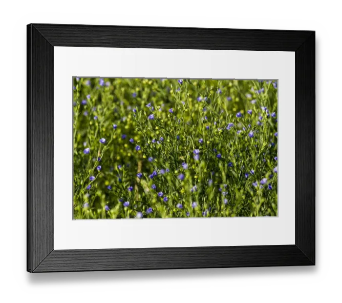 Framed Print : Commercial flax field near Mott, North Dakota, USA Framed Print : Commercial flax field near Mott, North Dakota, USA