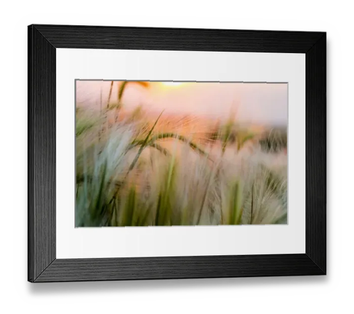 Framed Print : Foxtail barley near Regent, North Dakota, USA Framed Print : Foxtail barley near Regent, North Dakota, USA