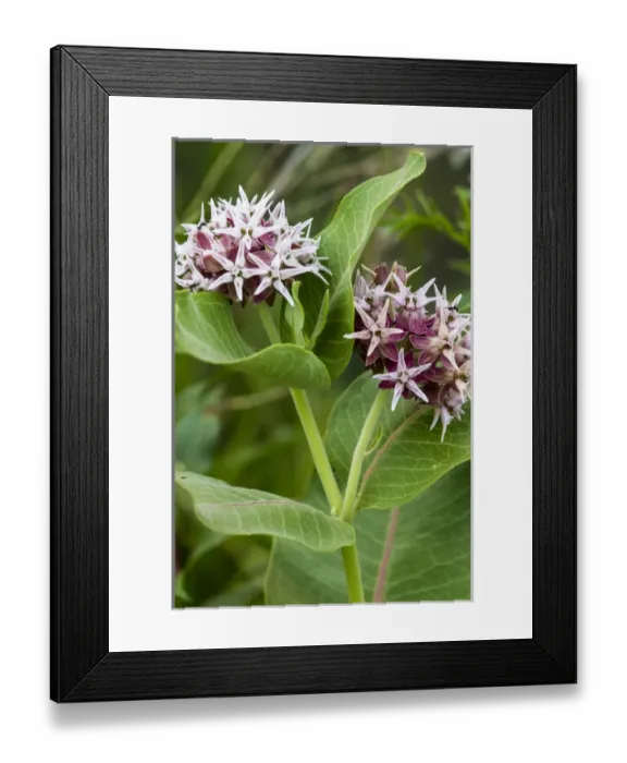 Framed Print : Milkweed flowering near Mott, North Dakota, USA Framed Print : Milkweed flowering near Mott, North Dakota, USA