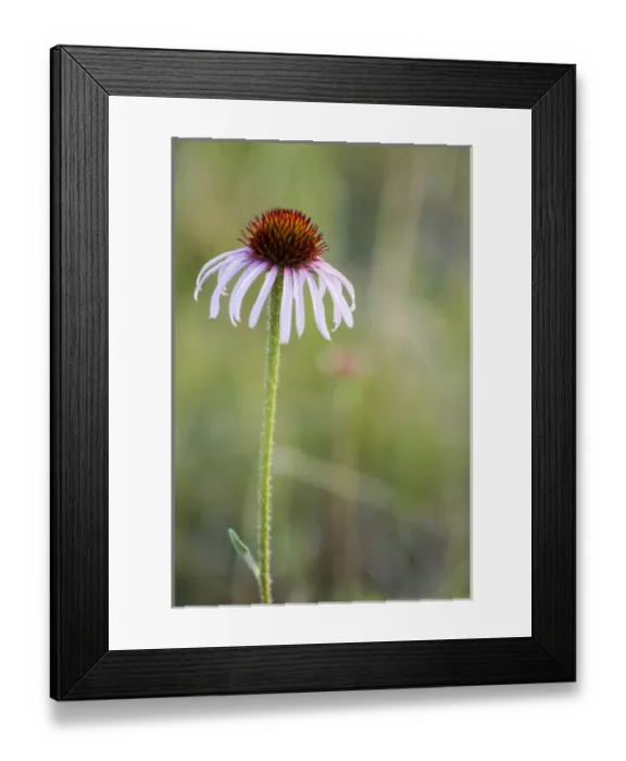 Framed Print : Pale Purple Coneflower in North Dakota, USA Framed Print : Pale Purple Coneflower in North Dakota, USA