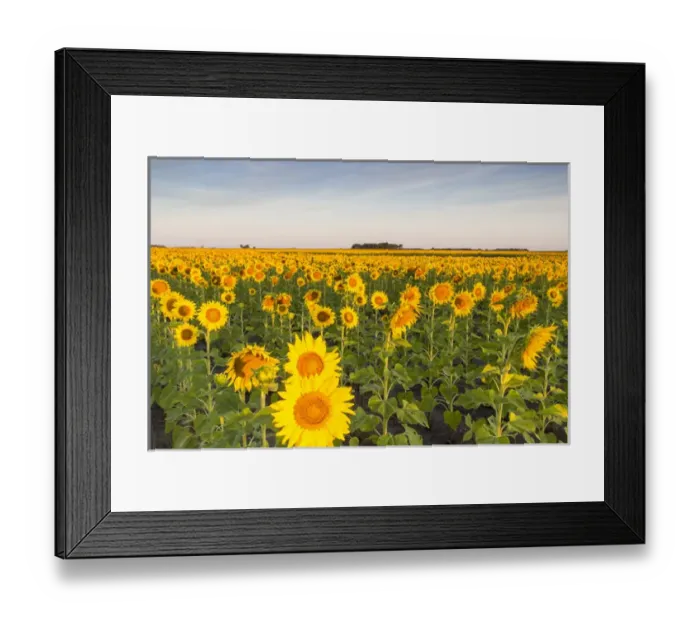 Framed Print : Sunflower field in morning light in Michigan, North Dakota, USA
