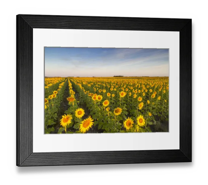 Framed Print : Sunflower field in morning light in Michigan, North Dakota, USA Framed Print : Sunflower field in morning light in Michigan, North Dakota, USA