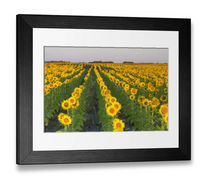 Framed Print : Sunflower field in morning light in Michigan, North Dakota, USA