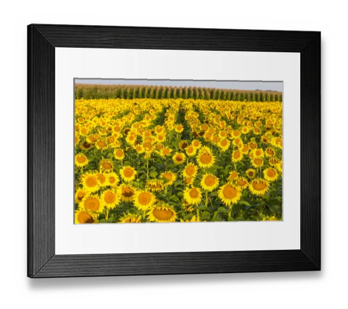 Framed Print : Sunflower and corn field in morning light in Michigan, North Dakota, USA Framed Print : Sunflower and corn field in morning light in Michigan, North Dakota, USA