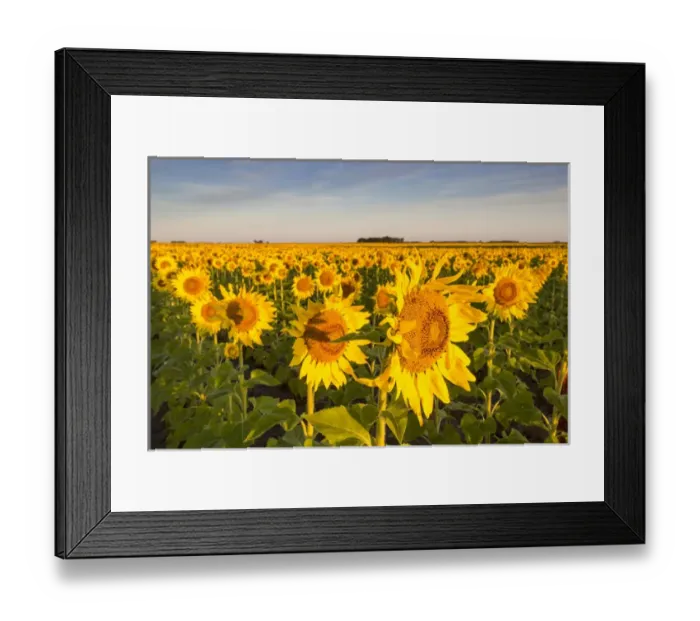 Framed Print : Sunflower field in morning light in Michigan, North Dakota, USA