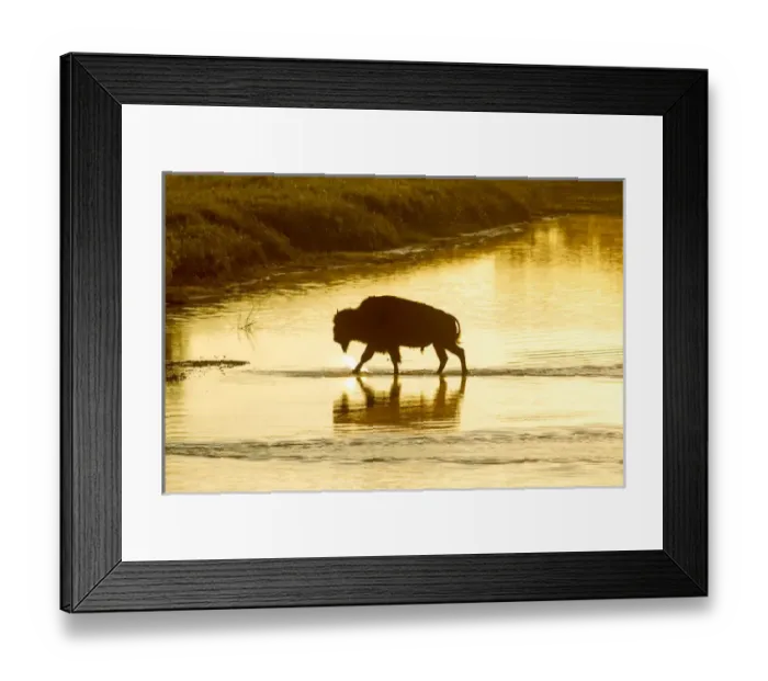 Framed Print : Bison crossing the Little Missouri River in Theodore Roosevelt National Park, North Dakota