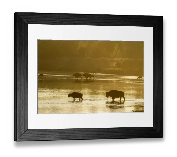 Framed Print : Bison crossing the Little Missouri River in Theodore Roosevelt National Park, North Dakota