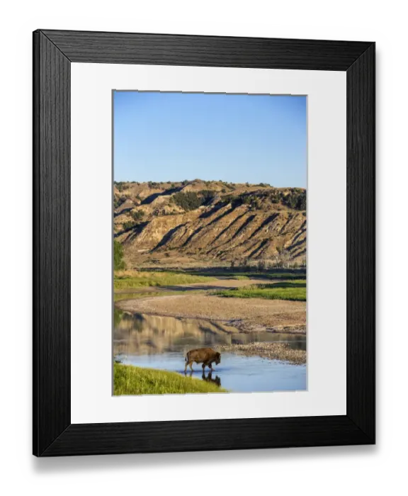 Framed Print : Bison crossing the Little Missouri River in Theodore Roosevelt National Park, North Dakota Framed Print : Bison crossing the Little Missouri River in Theodore Roosevelt National Park, North Dakota