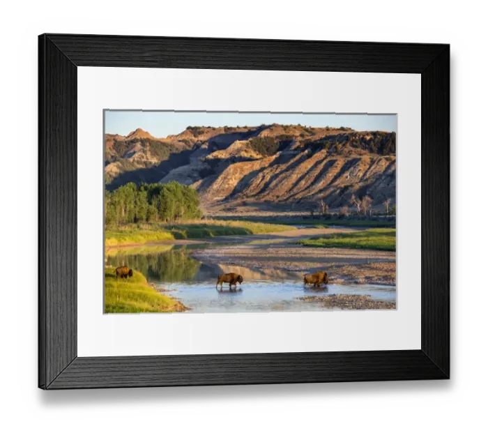 Framed Print : Bison crossing the Little Missouri River in Theodore Roosevelt National Park, North Dakota Framed Print : Bison crossing the Little Missouri River in Theodore Roosevelt National Park, North Dakota