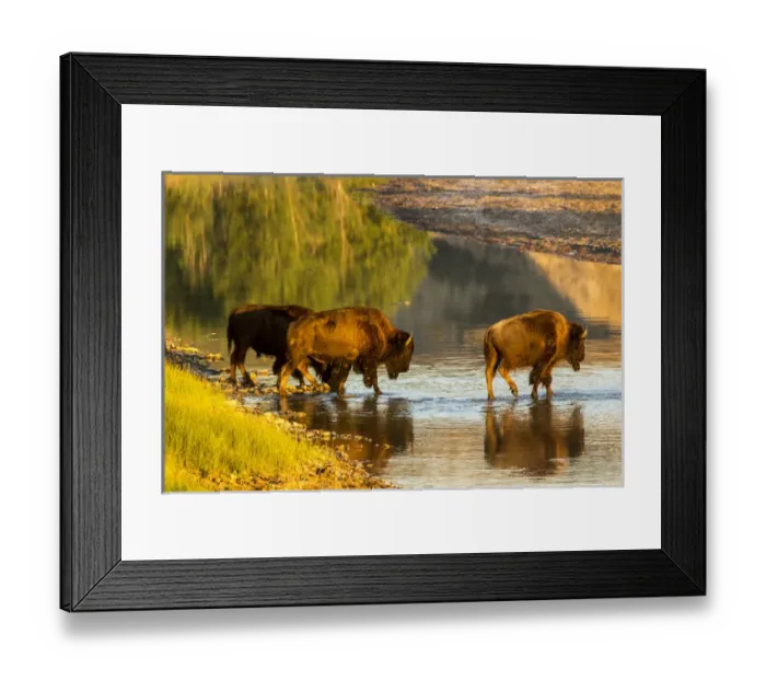 Framed Print : Bison crossing the Little Missouri River in Theodore Roosevelt National Park, North Dakota