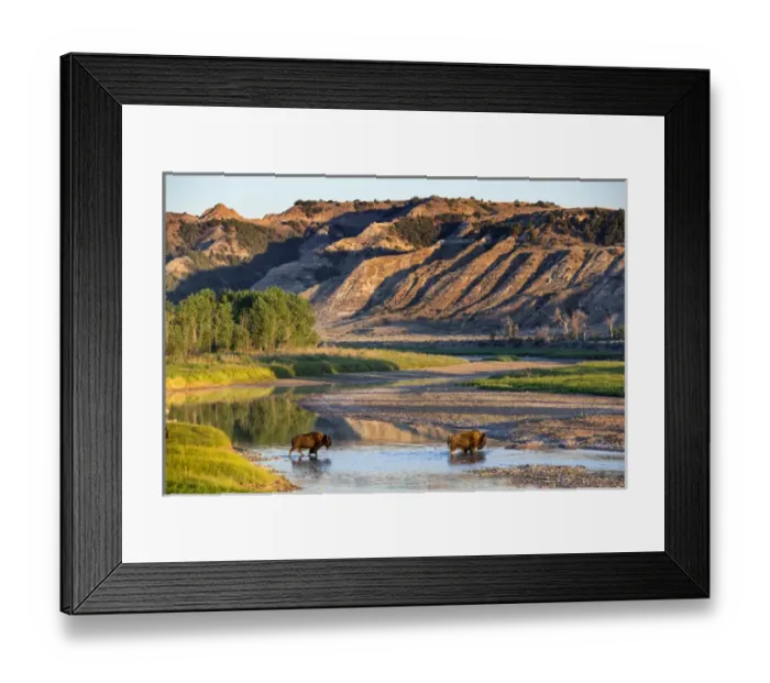 Framed Print : Bison crossing the Little Missouri River in Theodore Roosevelt National Park, North Dakota Framed Print : Bison crossing the Little Missouri River in Theodore Roosevelt National Park, North Dakota