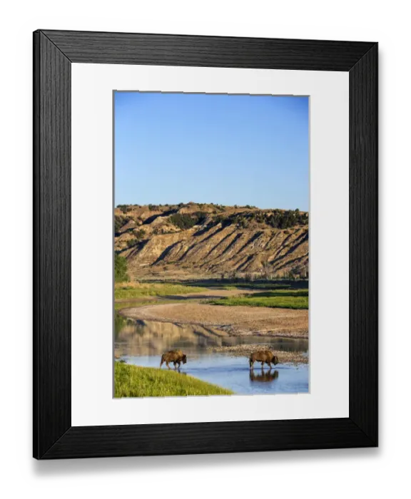 Framed Print : Bison crossing the Little Missouri River in Theodore Roosevelt National Park, North Dakota Framed Print : Bison crossing the Little Missouri River in Theodore Roosevelt National Park, North Dakota