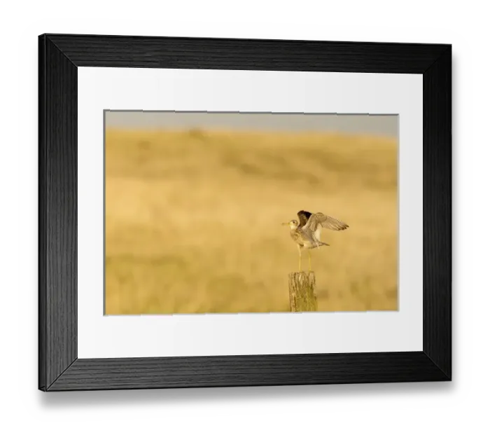 Framed Print : Upland Sandpiper near Bowman, North Dakota, USA Framed Print : Upland Sandpiper near Bowman, North Dakota, USA