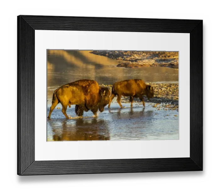 Framed Print : Bison crossing the Little Missouri River in Theodore Roosevelt National Park, North Dakota Framed Print : Bison crossing the Little Missouri River in Theodore Roosevelt National Park, North Dakota