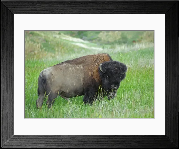 Framed Print : Bison (Bison bison) grazing in grassland, Theodore Roosevelt National Park, North Dakota Framed Print : Bison (Bison bison) grazing in grassland, Theodore Roosevelt National Park, North Dakota