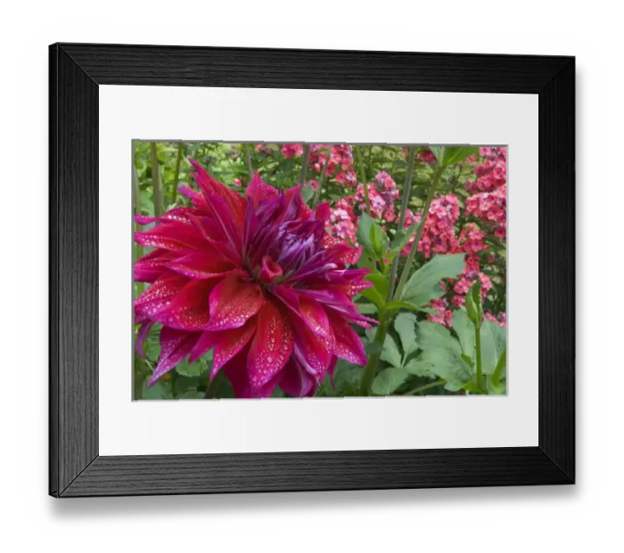 Framed Print : USA, Oregon, Portland. Babylon purple dahlia and pink flox with droplets. Credit as