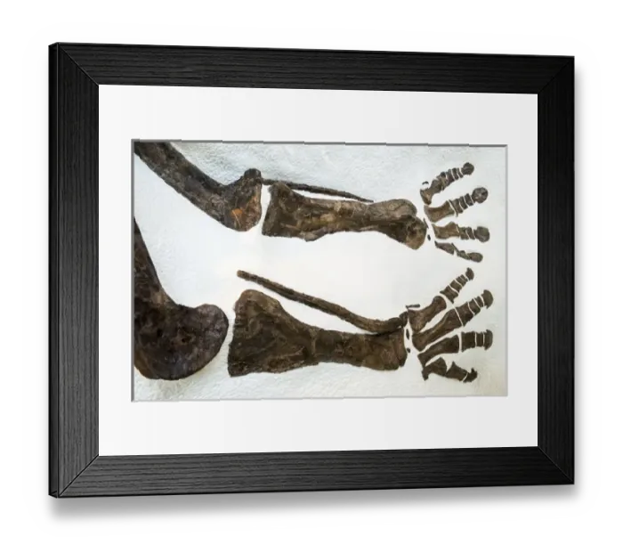 Framed Print : Fossilized dinosaur bones at the Museum of Natural History, New York City, New York, USA Framed Print : Fossilized dinosaur bones at the Museum of Natural History, New York City, New York, USA